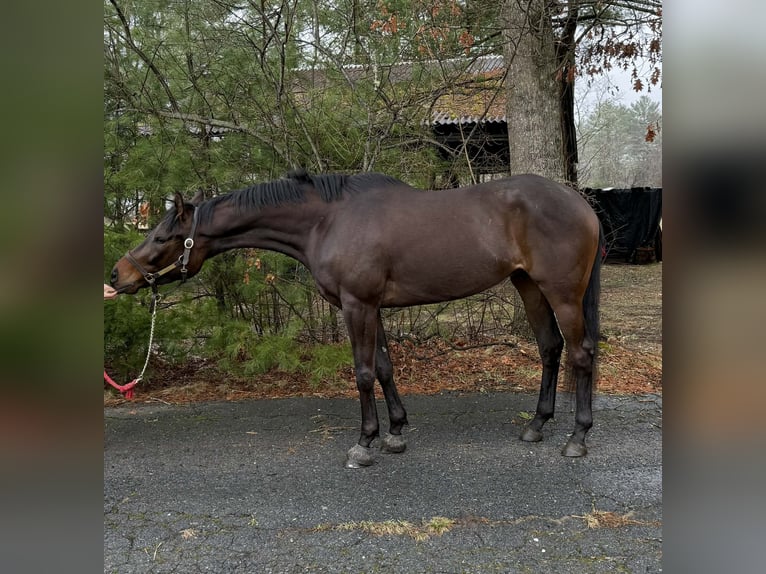 Thoroughbred Gelding 4 years 16 hh Bay in Plympton