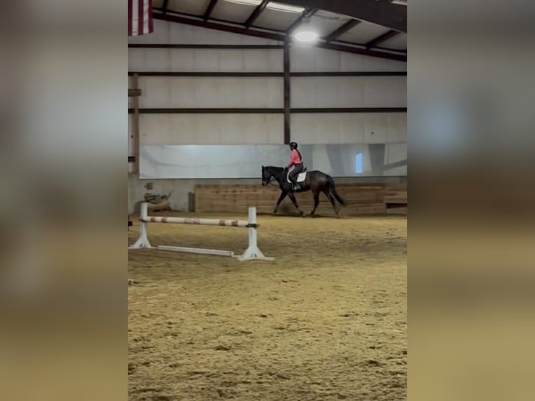 Thoroughbred Gelding 4 years 16 hh Bay in Plympton