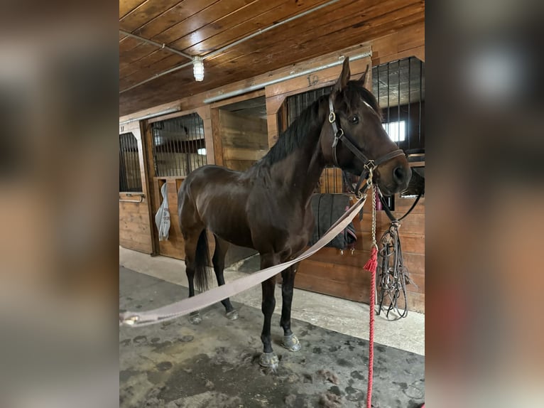 Thoroughbred Gelding 4 years 16 hh Bay in Plympton