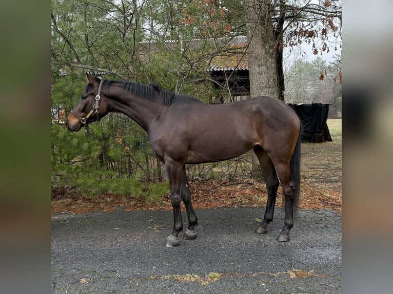 Thoroughbred Gelding 4 years 16 hh Bay in Plympton