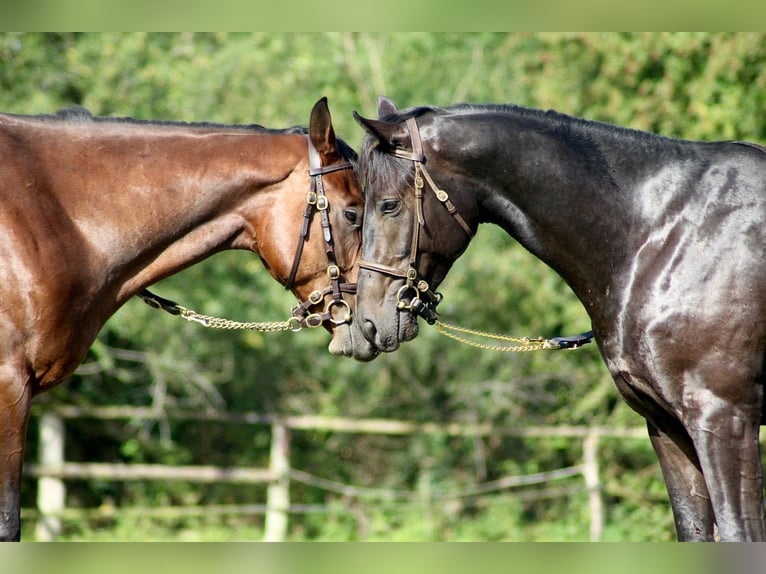 Thoroughbred Gelding 4 years 16 hh Black in Hamburg Lemsahl-Mellingstedt