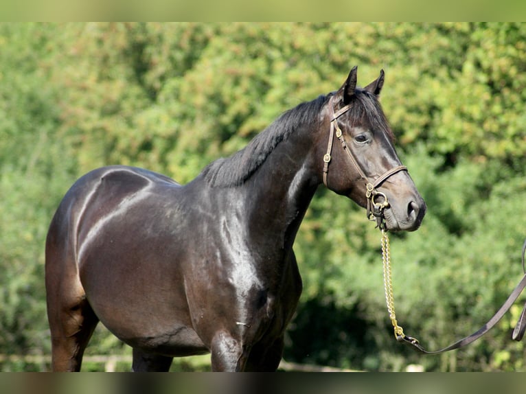Thoroughbred Gelding 4 years 16 hh Black in Hamburg Lemsahl-Mellingstedt