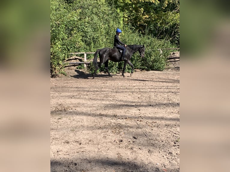 Thoroughbred Gelding 4 years 16 hh Black in Hamburg Lemsahl-Mellingstedt