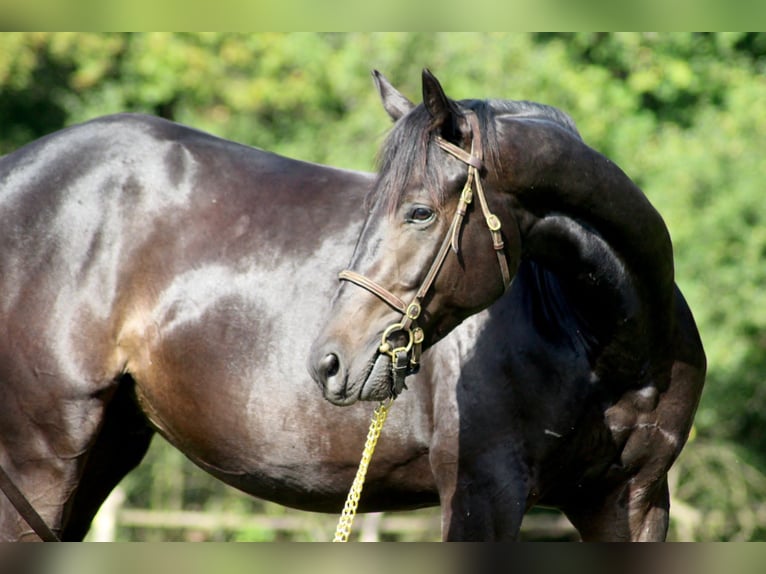 Thoroughbred Gelding 4 years 16 hh Black in Hamburg Lemsahl-Mellingstedt