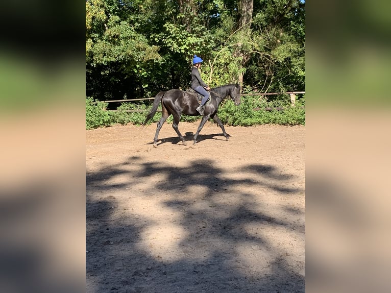 Thoroughbred Gelding 4 years 16 hh Black in Hamburg Lemsahl-Mellingstedt