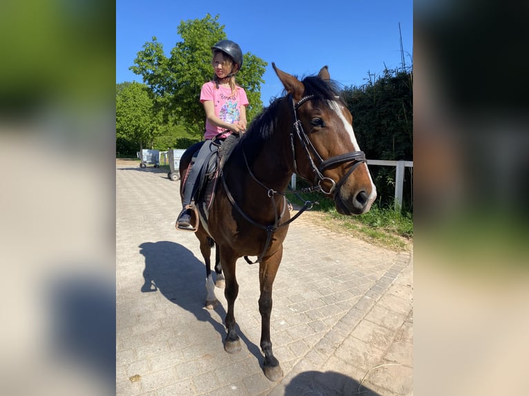 Thoroughbred Gelding 4 years 16 hh Brown in Dillingen/Saar