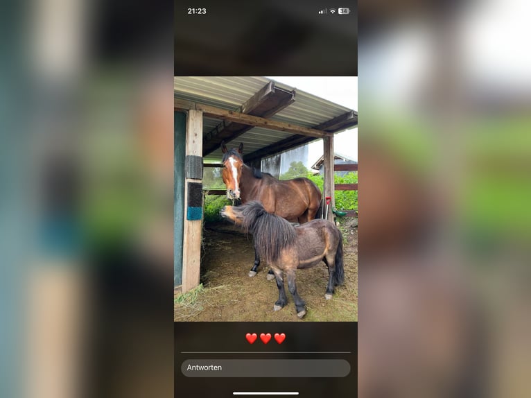 Thoroughbred Gelding 4 years 16 hh Brown in Dillingen/Saar