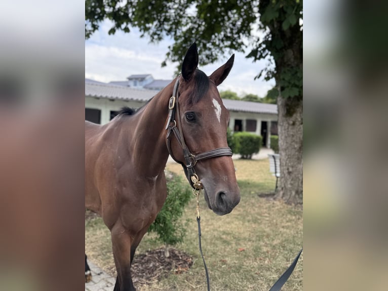 Thoroughbred Gelding 4 years 16 hh Brown in Iffezheim
