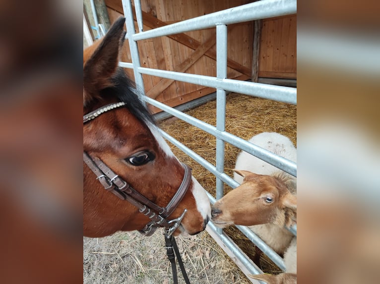 Thoroughbred Gelding 4 years 16 hh Brown in Hundsbach