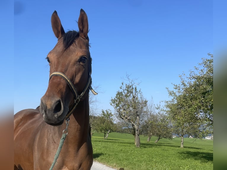 Thoroughbred Gelding 4 years 16 hh Brown in Seeham