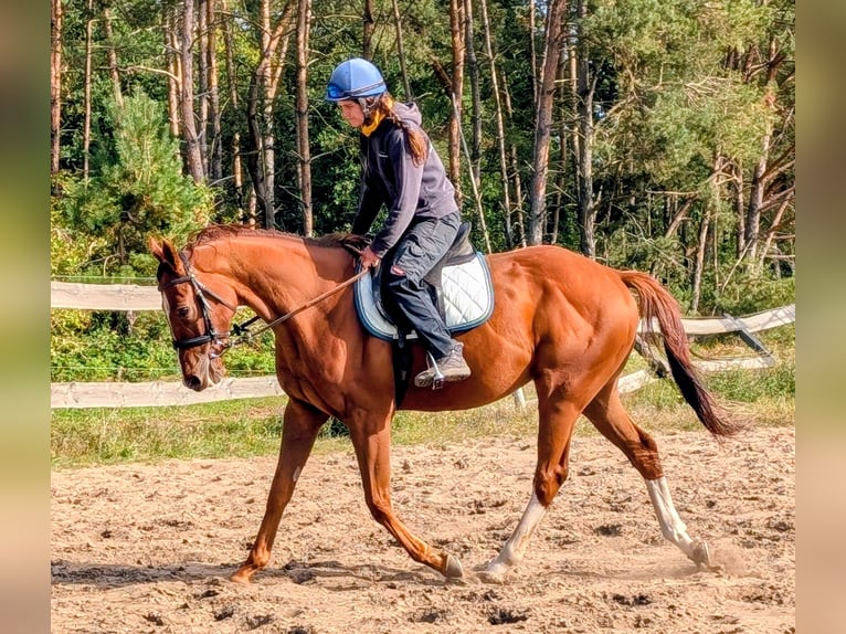 Thoroughbred Gelding 4 years 16 hh Chestnut-Red in M&#xF6;ser