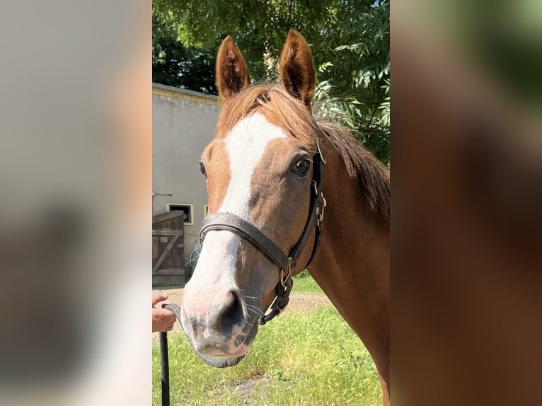 Thoroughbred Gelding 4 years 16 hh Chestnut-Red in Leipzig