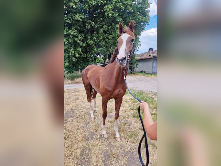 Thoroughbred Gelding 4 years 16 hh Chestnut-Red in Leipzig