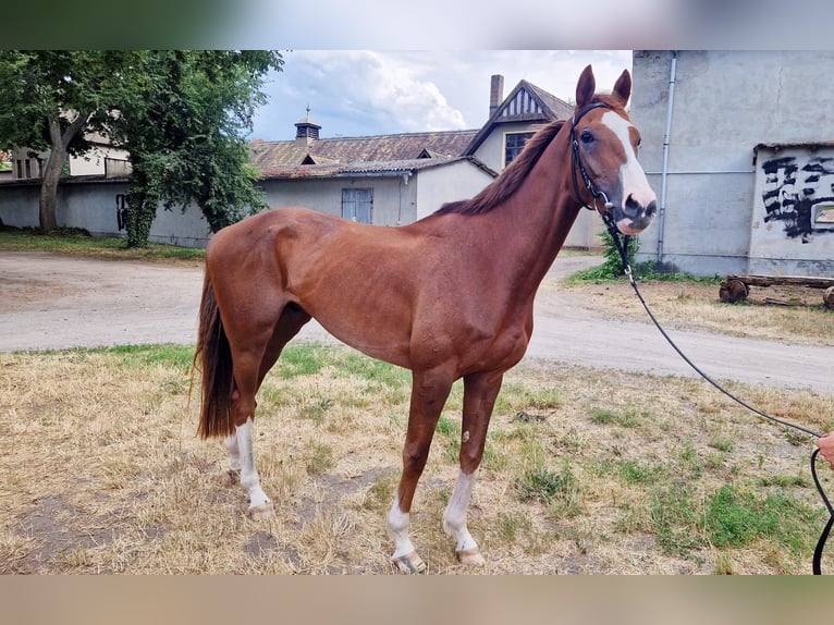 Thoroughbred Gelding 4 years 16 hh Chestnut-Red in Leipzig