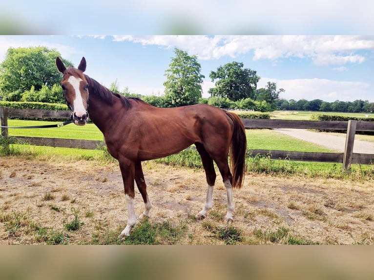 Thoroughbred Gelding 4 years 16 hh Chestnut-Red in Leipzig