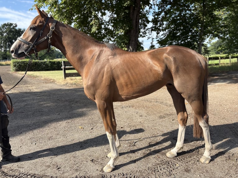 Thoroughbred Gelding 4 years 16 hh Chestnut-Red in Leipzig