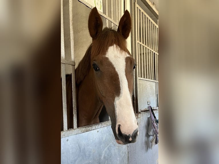 Thoroughbred Gelding 4 years 16 hh Chestnut-Red in Leipzig