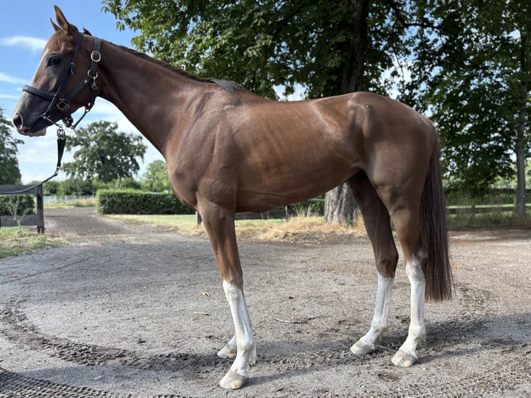 Thoroughbred Gelding 4 years 16 hh Chestnut-Red in Leipzig