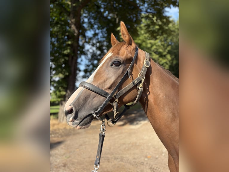 Thoroughbred Gelding 4 years 16 hh Chestnut-Red in Leipzig