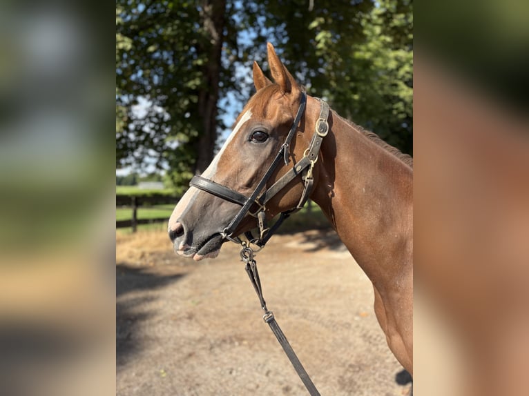 Thoroughbred Gelding 4 years 16 hh Chestnut-Red in Leipzig