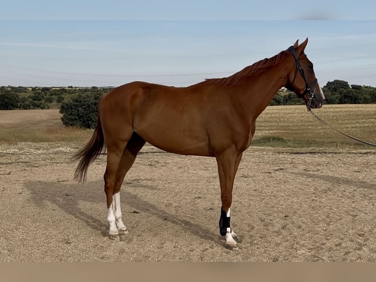 Thoroughbred Gelding 4 years 16 hh Chestnut-Red in Brunete