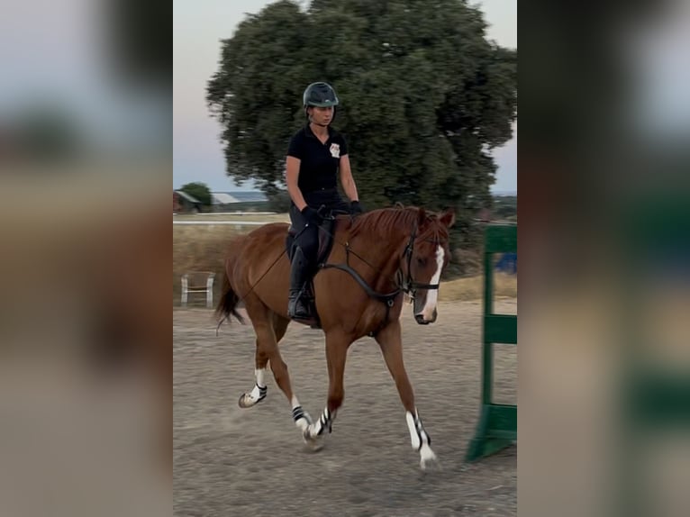 Thoroughbred Gelding 4 years 16 hh Chestnut-Red in Brunete