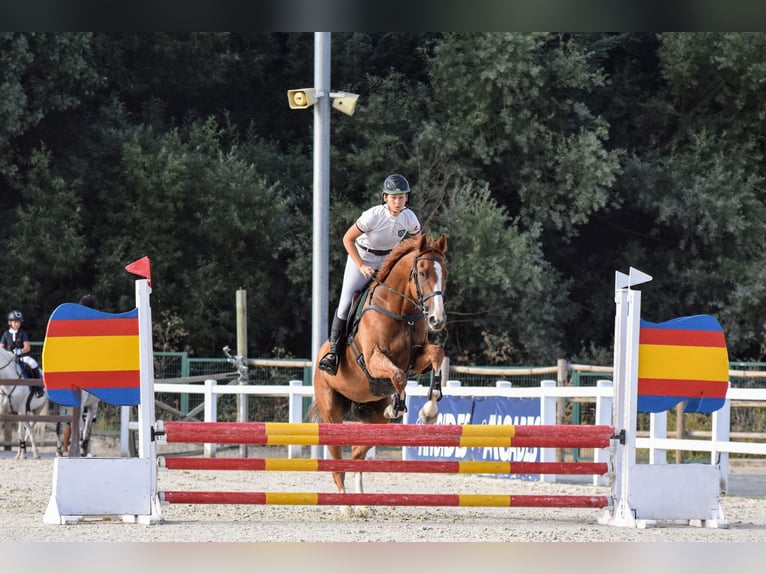 Thoroughbred Gelding 4 years 16 hh Chestnut-Red in Brunete