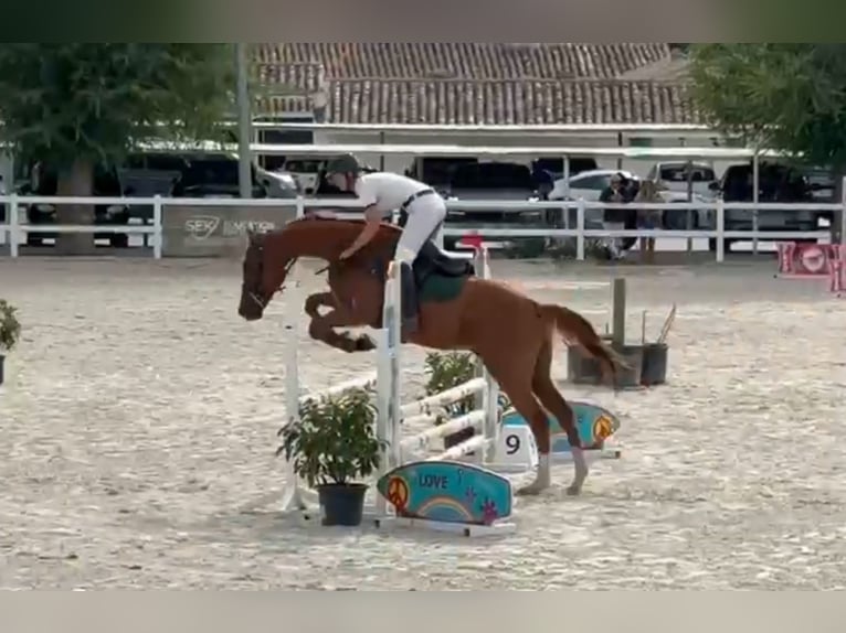 Thoroughbred Gelding 4 years 16 hh Chestnut-Red in Brunete