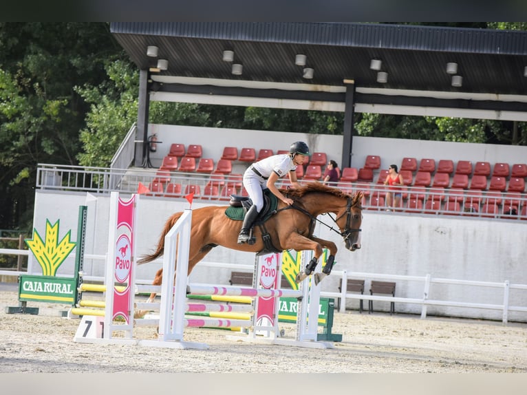 Thoroughbred Gelding 4 years 16 hh Chestnut-Red in Brunete