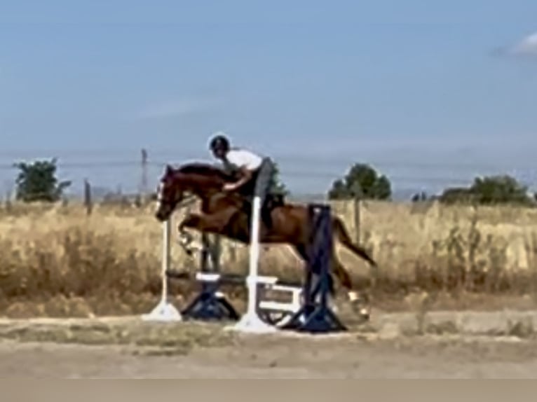 Thoroughbred Gelding 4 years 16 hh Chestnut-Red in Brunete