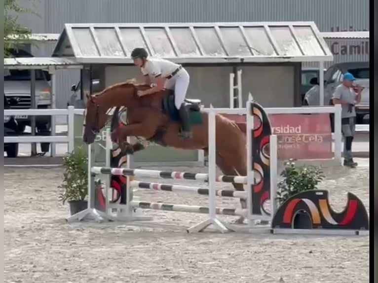 Thoroughbred Gelding 4 years 16 hh Chestnut-Red in Brunete