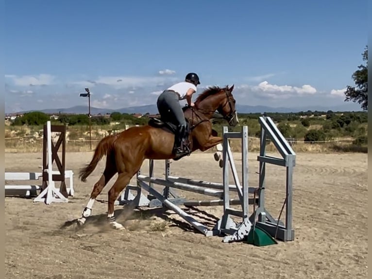 Thoroughbred Gelding 4 years 16 hh Chestnut-Red in Brunete