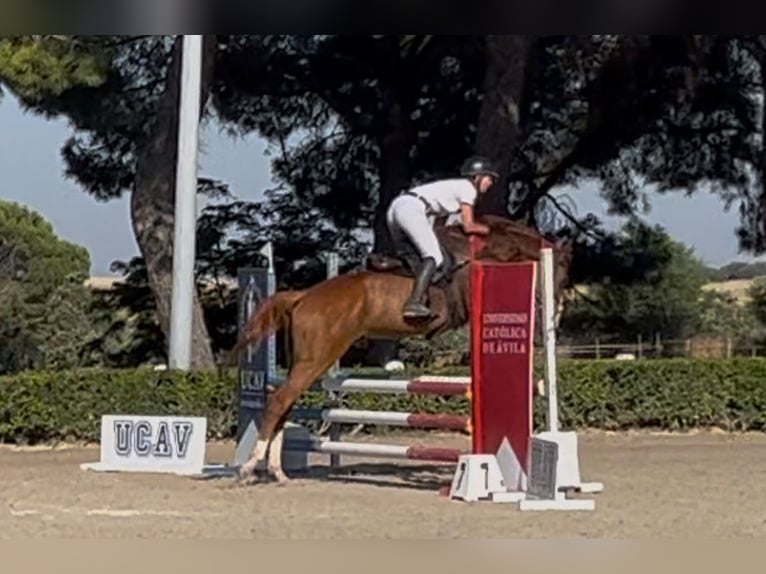 Thoroughbred Gelding 4 years 16 hh Chestnut-Red in Brunete