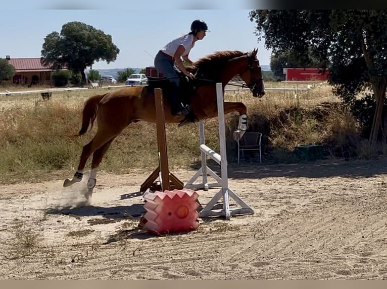 Thoroughbred Gelding 4 years 16 hh Chestnut-Red in Brunete