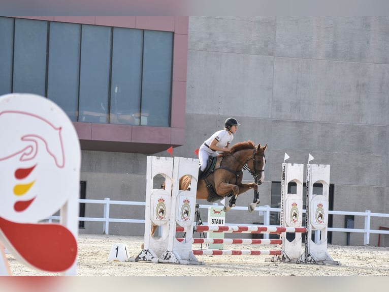 Thoroughbred Gelding 4 years 16 hh Chestnut-Red in Brunete