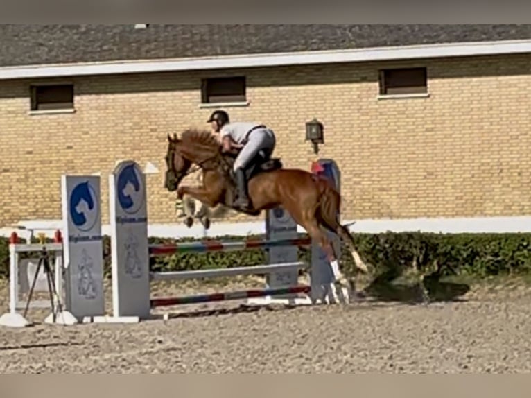 Thoroughbred Gelding 4 years 16 hh Chestnut-Red in Brunete