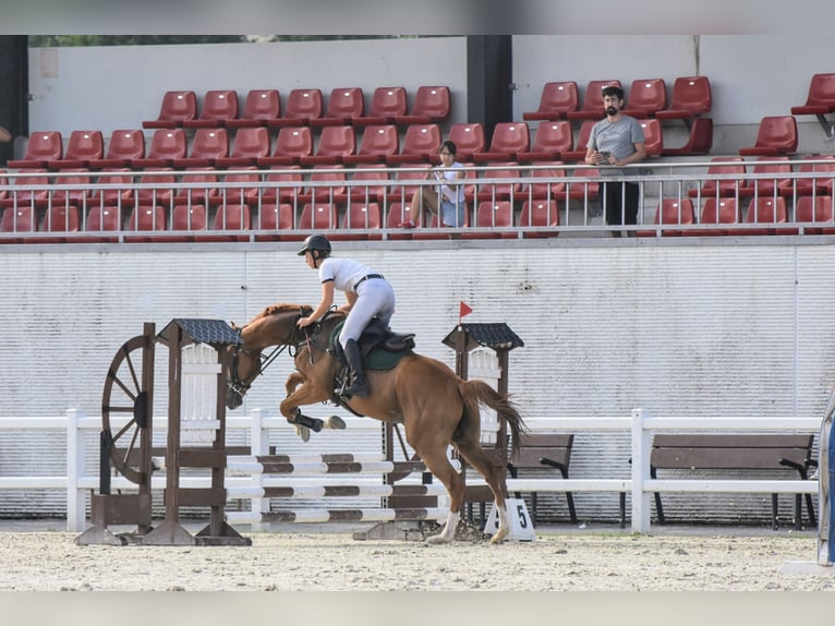 Thoroughbred Gelding 4 years 16 hh Chestnut-Red in Brunete