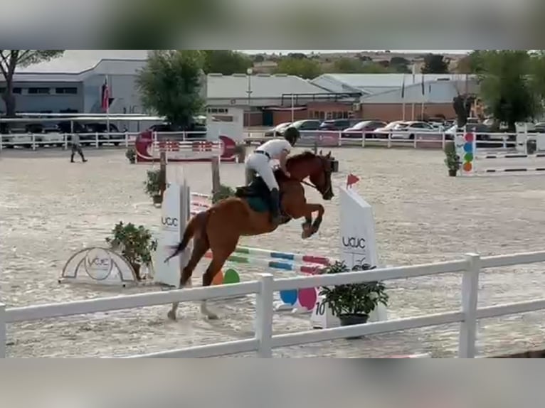 Thoroughbred Gelding 4 years 16 hh Chestnut-Red in Brunete