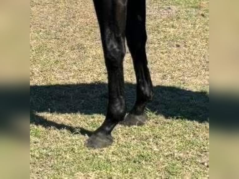 Thoroughbred Gelding 4 years 16 hh Gray in Fort Worth Texas