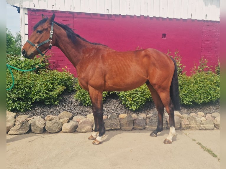 Thoroughbred Gelding 4 years 16 hh  in Neuenhagen bei Berlin