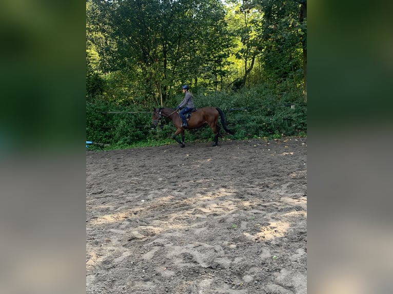 Thoroughbred Gelding 4 years 16,1 hh Brown in Hamburg Lemsahl-Mellingstedt