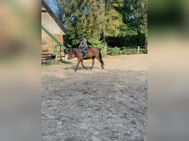 Thoroughbred Gelding 4 years 16,1 hh Brown in Hamburg Lemsahl-Mellingstedt