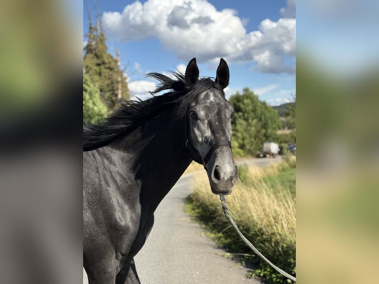 Thoroughbred Gelding 4 years 16,1 hh Grey-Dapple in N&#xF6;rten-Hardenberg