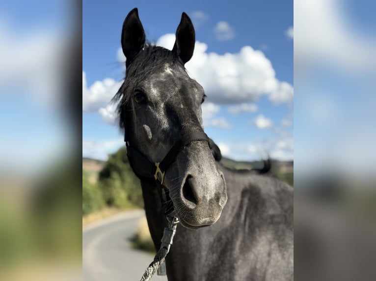 Thoroughbred Gelding 4 years 16,1 hh Grey-Dapple in N&#xF6;rten-Hardenberg