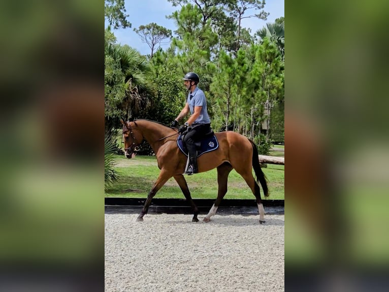 Thoroughbred Gelding 4 years 16,2 hh Bay in Loxahatchee