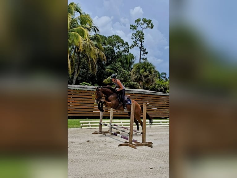 Thoroughbred Gelding 4 years 16,2 hh Bay in Loxahatchee