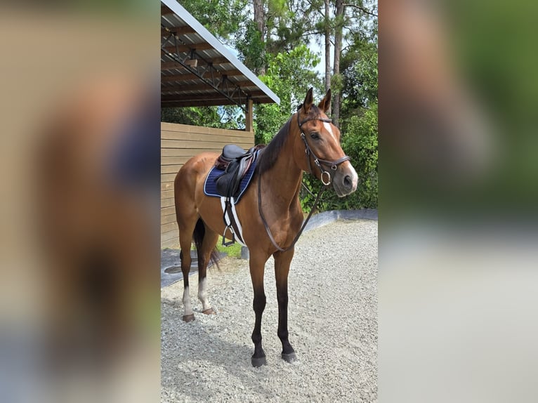 Thoroughbred Gelding 4 years 16,2 hh Bay in Loxahatchee