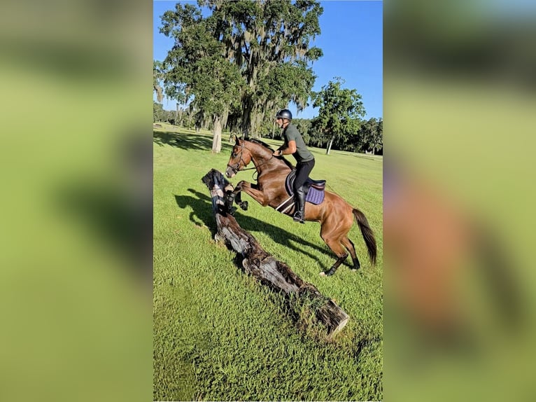Thoroughbred Gelding 4 years 16,2 hh Bay in Loxahatchee