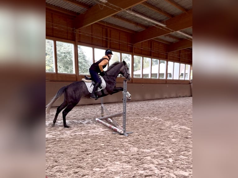 Thoroughbred Gelding 4 years 16,2 hh in Iffezheim