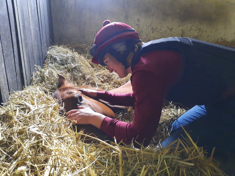Thoroughbred Gelding 4 years 16,2 hh Sorrel in Neuenhagen